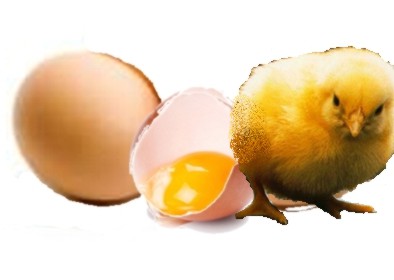 savoir choisir ses oeufs